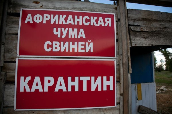В Волгоградской области введен режим ЧС из-за африканской чумы свиней