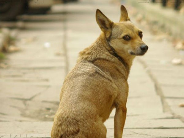 Красноярец отсудил у владельца кафе 20 тыс рублей за укус собаки