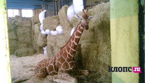 В зоопарке Калининграда спасатели поднимают жирафа, который упал и не может встать