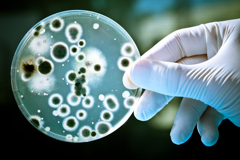 Ученые обнаружили бактерии со встроенными «био-батарейками»