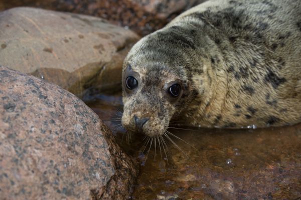 Жители Ленобласти спасли раненого детёныша тюленя