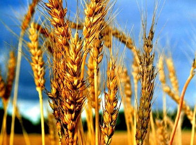 Минсельхоз: В 2015 году урожай зерна составит 100 млн тонн