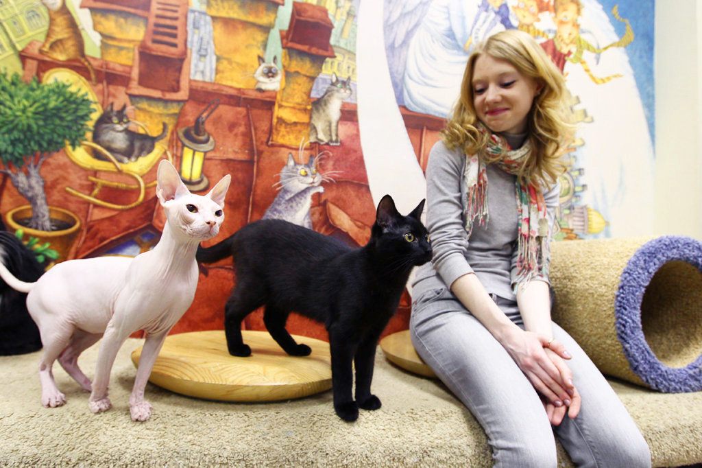 В Москве открылось котокафе «Котики и люди»