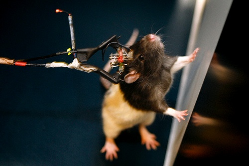Ученые научили слепых крыс ориентироваться в пространстве