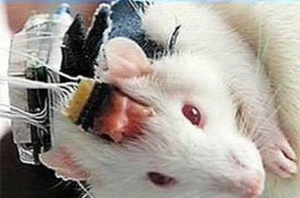 Ученым получилось управлять лабораторными мышами при помощи пульта
