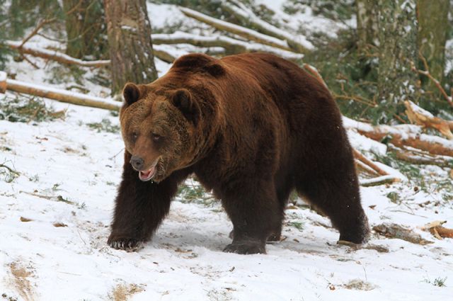 В Алтайском крае медведи до сих пор не вышли из спячки
