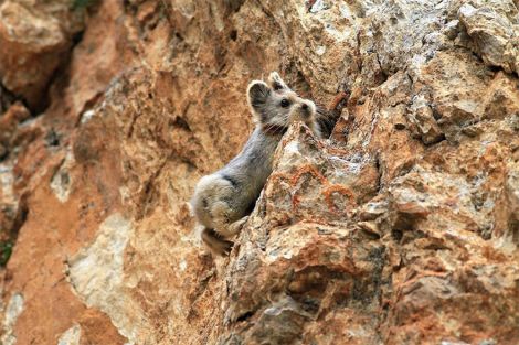 В Синцзяне впервые за 22 года зоологи обнаружили кролика редкой породы