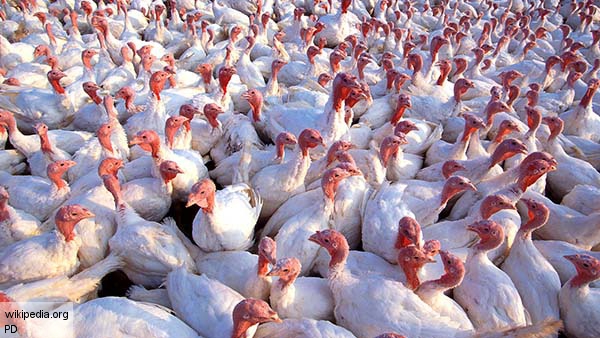 Вирус птичьего гриппа обнаружили на крупнейшей ферме в США