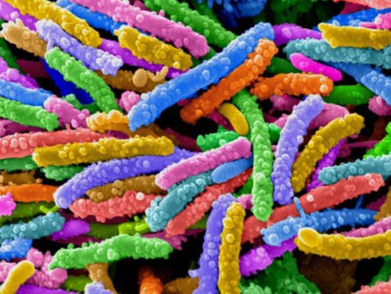 Ученые В домах обитает огромное количество опасных бактерий
