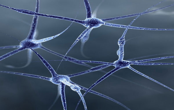 Найден способ восстановления нервных клеток — Ученые