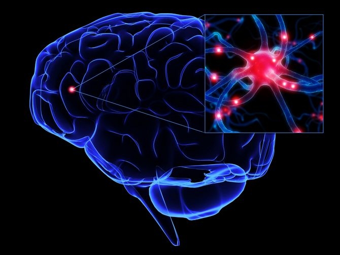 Ученые составили полную карту нейронов головного мозга