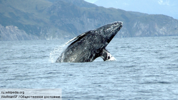Япония хочет доказать необходимость убийства китов