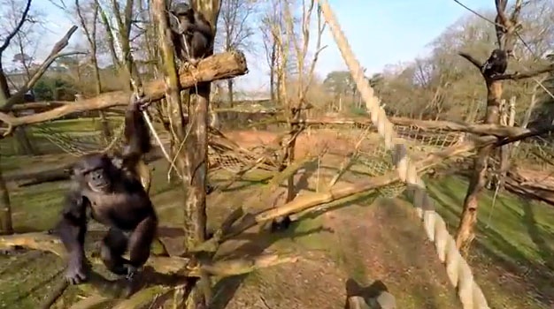 В зоопарке в Нидерландах обезьяна сбила дрон-беспилотник
