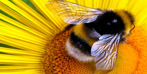 Тысячи пчел утонули в собственном меде после ДТП во Франции