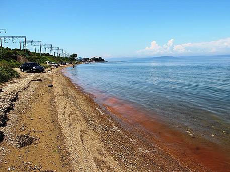 Скопление ядовитых водорослей грозит жителям Владивостока