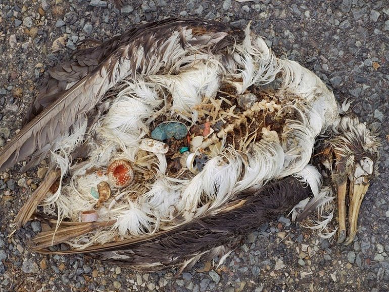 Ученые: Желудки 90% морских птиц содержат частицы пластика
