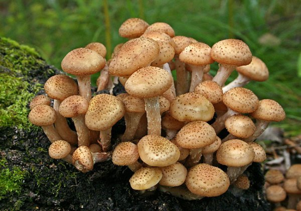 В Подмосковье возник новый вид ядовитых грибов, подобных на съедобные