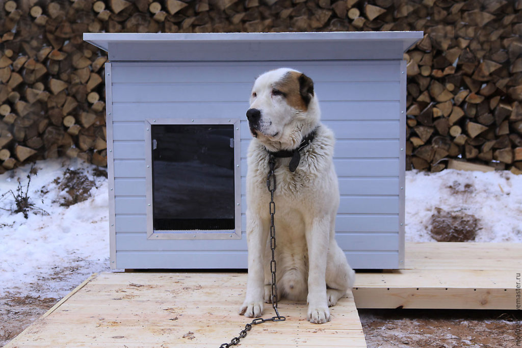 Местные власти Чагодощенского района призывают хозяев собак содержать питомцев по правилам