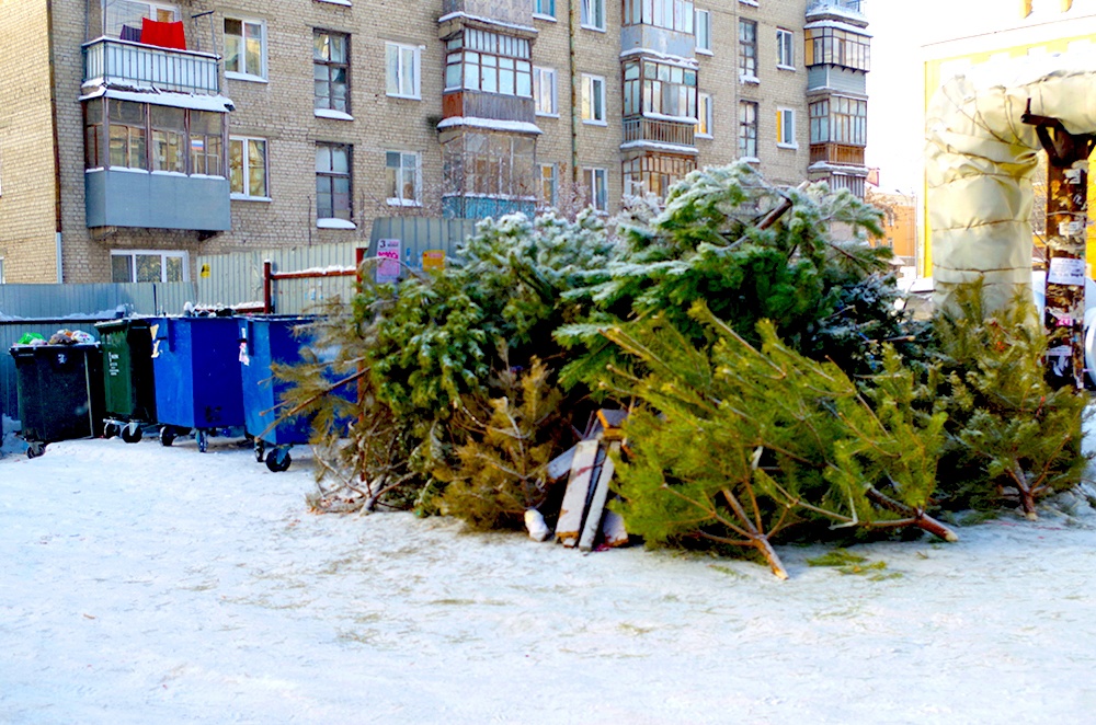 В Архангельске пройдет утилизация новогодних ёлок