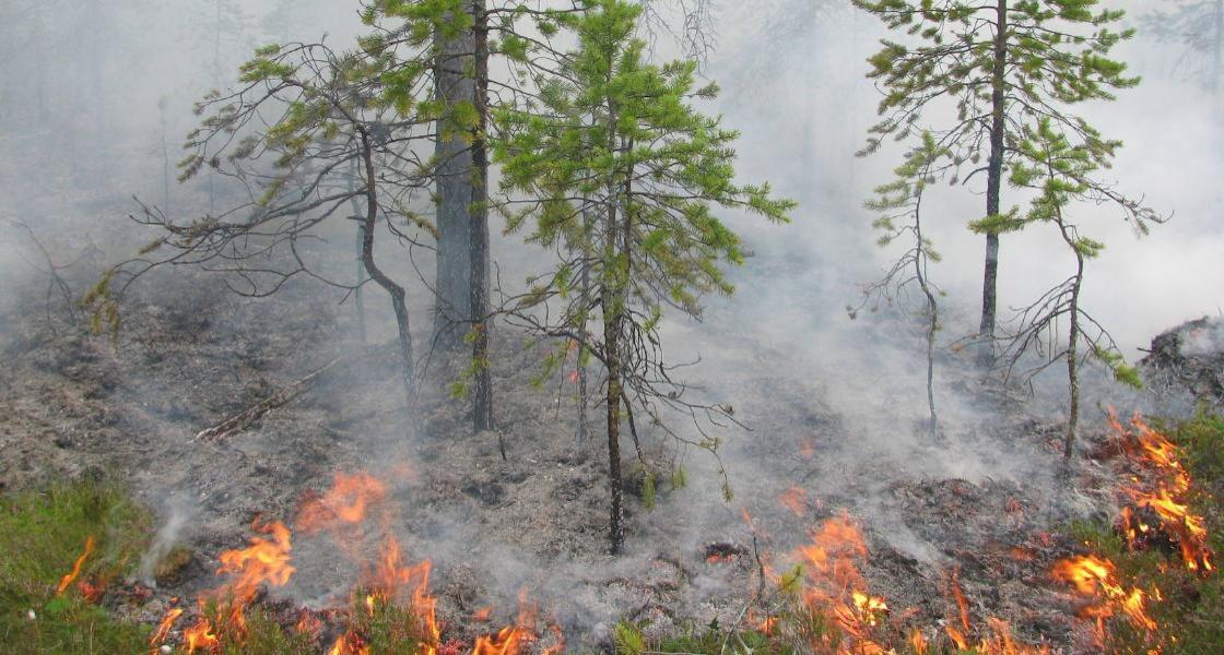 15 единиц авиатехники будут бороться с лесными пожарами в Архангельской области