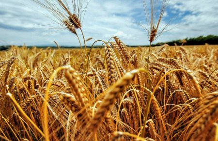 Рязанские ученые вывели новый сорт пшеницы с высокой урожайностью и морозостойкостью