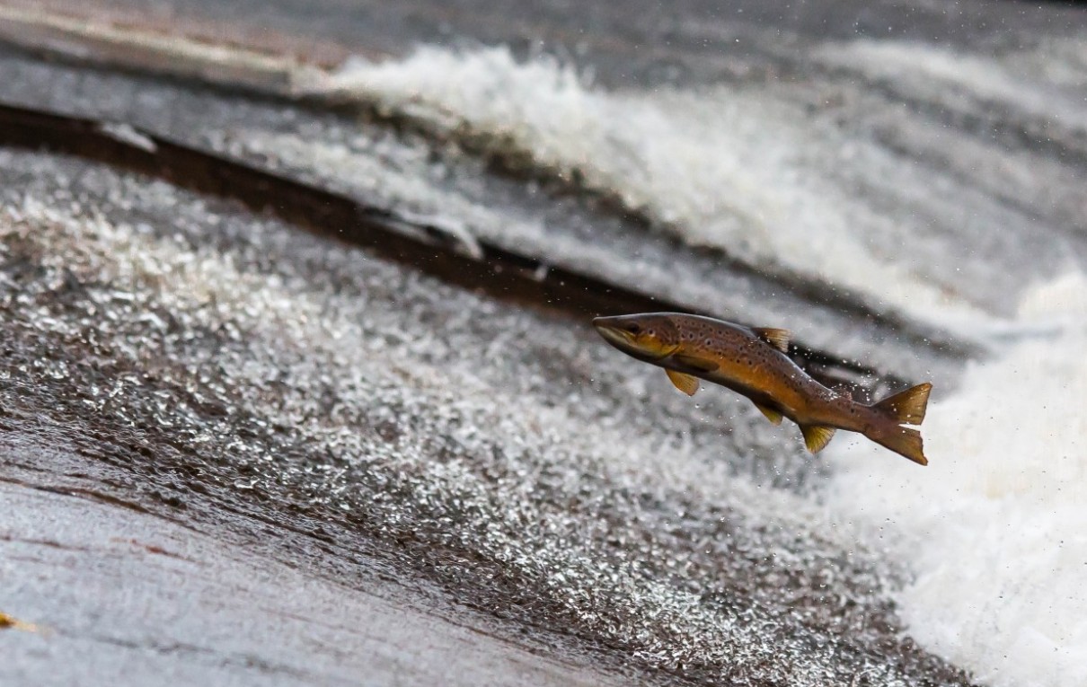 Зимняя речная рыба: чем она может быть опасна для здоровья