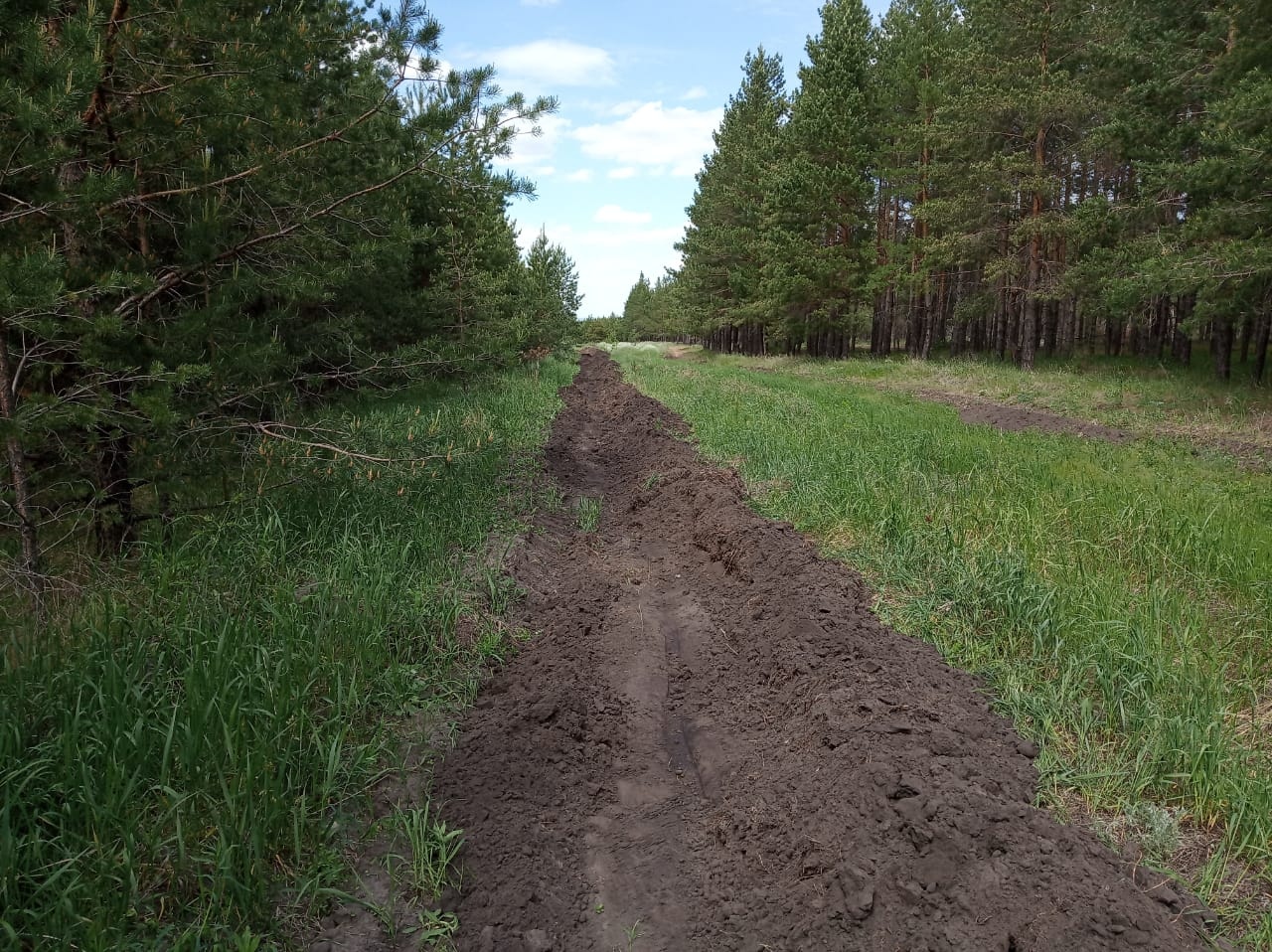 Ученые предлагают инновационное решение для борьбы с лесными пожарами в России