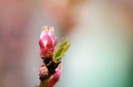 На Суматре туристы из Австралии наблюдали цветение раффлезии с запахом гниющего мяса